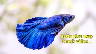 Bettas give away@smaquagarden