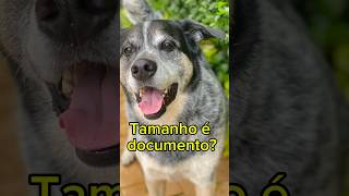 Tamanho é documento? #dog #educacaocanina #adestramentocanino #pets #cachorrofeliz