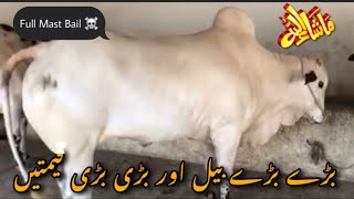 Fateh jangi bail ke Dukan Islamabad Cattle Farm | Ma sha Allah | #beautifulcows #cattlefarm