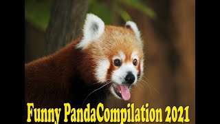 Panda funny video,Funny Panda Compilation 2021