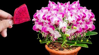 Miracle fertilizer secret not everyone knows - Make flowers bloom for 6 months