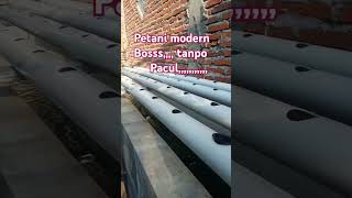 Petani modern/proses lahan hidroponik