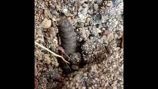 Black Soldier Fly larva(Hermetia illucens)#bsf #farming