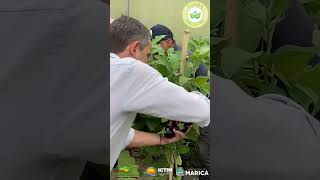 Prefeito Fabiano Horta visita as estufas da Tomates do Brasil