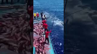 mancing ikan tuna #tuna #ikantuna #ikan #shorts