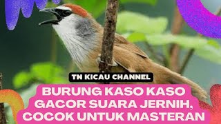 Kaso kaso gacor suara jernih, cocok untuk masteran