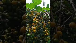 Proses Panen Kopi Yellow Catura Manggarai Timur Flores NTT #shorts