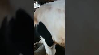 sapi perah. #shorts #sapiperahboyolali #lembang #cow #cowvideos #fyp