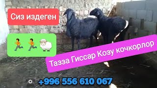 (65)🔥⚡🐑🐑Тазза Гиссар Козу кочкорлор чыкты. Сатылат. Ээси 0556610067🔥🔥🏃🏃