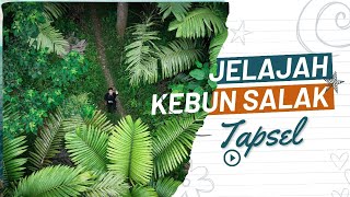 Menjelajah Kebun Salak di Sepanjang Bukit Barisan Tapanuli Selatan