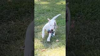 All White AKC Registered Bull Terrier Puppy With The Chickens & Rooster 🐓 🐕 💂‍♂️