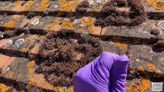 What Is Eating Your Roof? (purple-rhino-co-uk) 01233 550100