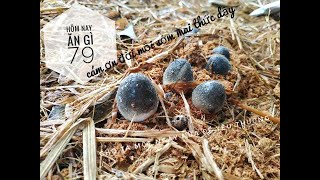 Cách trồng nấm rơm trên mùn cưa - How to grow straw mushroom on sawdust bedding | HNAG79 #11