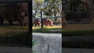 Sleeping Hippo🤣 #hippo #sleeping #zoo #sandiegozoo #funny