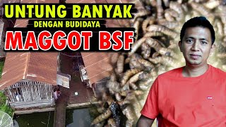 Budidaya 🐛 Maggot BSF, Cara Hebat Untuk Dapatkan Untung Berlipat!