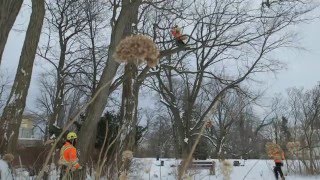 Volunteer Tree Services at Toronto’s Spadina House Museum | Cohen & Master