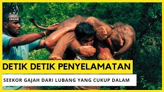 DETIK DETIK PENYELAMATAN GAJAH YANG TERPEROSOK DALAM LUBANG