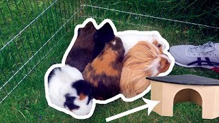 Guinea Pig Herd Fit In Tiny House!