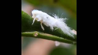 Flatid planthopper nymph #magic #avatar