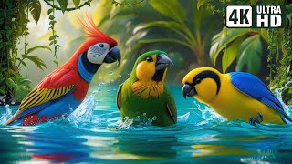 Joyful Birds Playing in Water | Nature's Most Exquisite Birds for Ultimate Relaxation | Calm Time