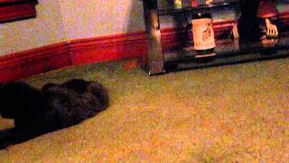 Cat + Catnip + Laser Pointer 2