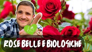 ELIMINA AFIDI E ARGIDI DELLE ROSE IN BIOLOGICO