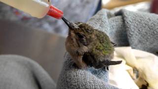 Nestling Ruby Throated Hummingbird-Wild Bird Rehabilitation