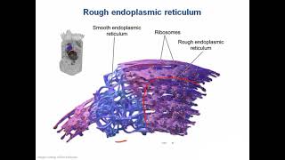 Biochemistry Cellular part 1