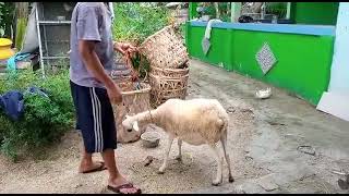 Ternak kambing Tangerang, kambing gibas super jumbo