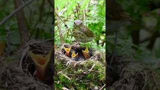 Burung SRDC hutan #shorts #shortsvideo #srdc