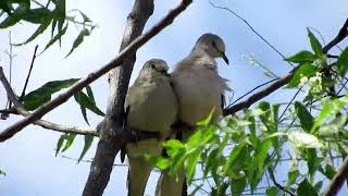 ROLINHA-PICUÍ (Columbina picui)