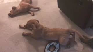 After Bath Zoomies -Goldador Puppies