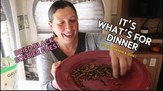 Will My Quail Eat Grub Terra’s Dried Black Soldier Fly Larvae?