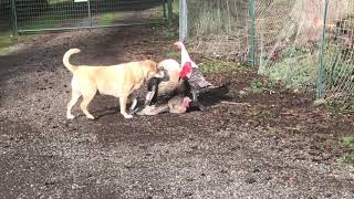 Dog Interupts Turkeys Mating