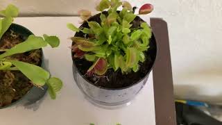 Carnivorous plants update week 5 + Venus fly seed from hobby lobby