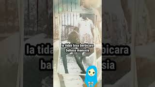 BOCAH INI DIBESARKAN OLEH  SERIGALA #fact #story #shorts #youtubeshorts #mowgli #junglebook