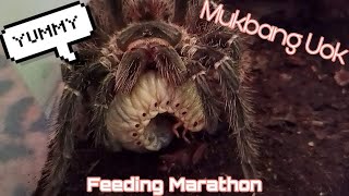 Mukbang Uok - Feeding Marathon