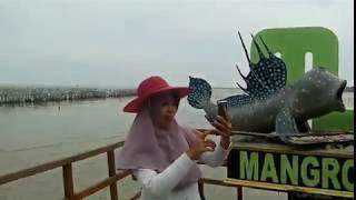 Ikan kaya kodok !!  Ikan Glodok. Wisata Mangrove Pandansari Brebes Part 8