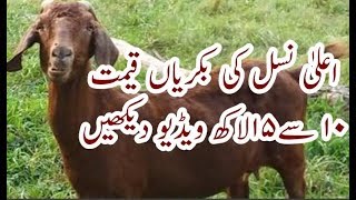 amazing goats high big price unbelievable Urdu/Hindi