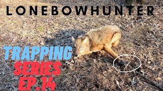 coyote trapping (Alpha Dog success)