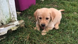 Playful Puppy Chip- 6 week old Goldador Retriever