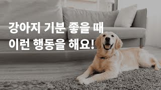 강아지 기분 좋을 때 하는 행동 5가지는?