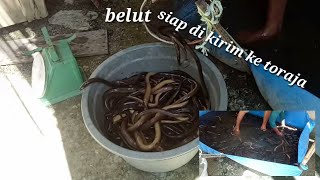 Belut mamuju tengah!! siap di kirim ke kota toraja