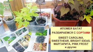 Ипомея батат декоративная. Разбираем сорта. SWEET CAROLINA, SWEETHEART, BRIGHT IDEAS, PINK FROST и д