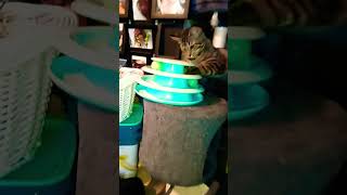 kitty playing #catty #catbreed #caty #catvideos #funny #cattys #catbaby #catlover #kittty