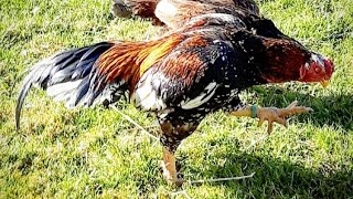 #Asil #Hühner (Typ Rajah) / #Aseel #chickens im Auslauf. #rooster #chickens #gamefowl