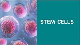 STEM CELLS [GCSE BIOLOGY]