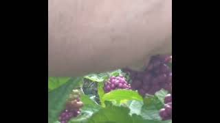 American Beautyberry