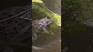 frog under water#frog#wildlife