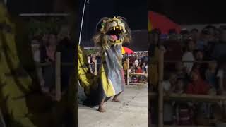 SINGO BARONG MACAN#shot